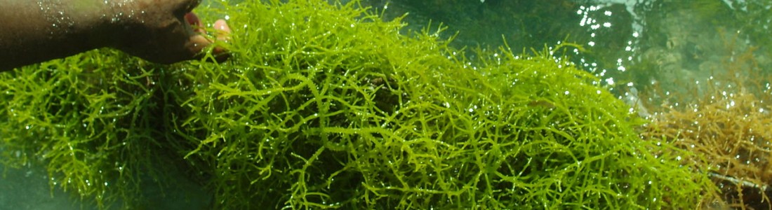 Carrageenan -The Wondrous Seaweed