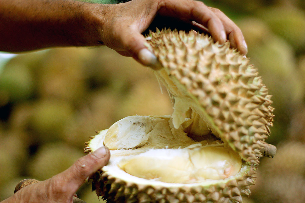 Different myths of durian fruits