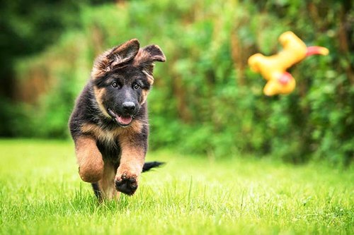 German shepherd dog training Miamifl: Training that Works